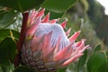 Colorful pink King Protea in the Botanical Garden in Cape Town in South Africa Ã¢â¬â the national flower of South Africa Royalty Free Stock Photo